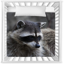 Curious Look Of A Raccoon Or Washing Bear. The Head Of Cute And Cuddly Animal, That Can Be Very Dangerous Beast. Side Face Portrait Of The Excellent Representative Of The Wildlife. Nursery Decor 99130729