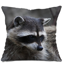 Curious Look Of A Raccoon Or Washing Bear. The Head Of Cute And Cuddly Animal, That Can Be Very Dangerous Beast. Side Face Portrait Of The Excellent Representative Of The Wildlife. Pillows 99130729