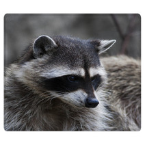 Curious Look Of A Raccoon Or Washing Bear. The Head Of Cute And Cuddly Animal, That Can Be Very Dangerous Beast. Side Face Portrait Of The Excellent Representative Of The Wildlife. Rugs 99130729
