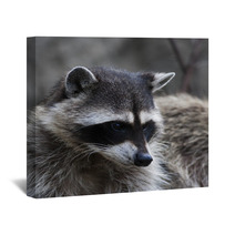 Curious Look Of A Raccoon Or Washing Bear. The Head Of Cute And Cuddly Animal, That Can Be Very Dangerous Beast. Side Face Portrait Of The Excellent Representative Of The Wildlife. Wall Art 99130729