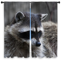 Curious Look Of A Raccoon Or Washing Bear. The Head Of Cute And Cuddly Animal, That Can Be Very Dangerous Beast. Side Face Portrait Of The Excellent Representative Of The Wildlife. Window Curtains 99130729