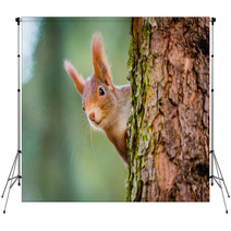 Curious Red Squirrel Peeking Behind The Tree Trunk Backdrops 100287424