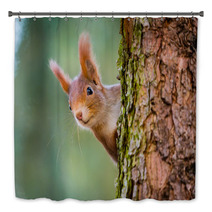 Curious Red Squirrel Peeking Behind The Tree Trunk Bath Decor 100287424