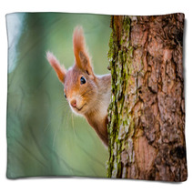 Curious Red Squirrel Peeking Behind The Tree Trunk Blankets 100287424