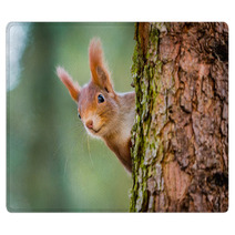 Curious Red Squirrel Peeking Behind The Tree Trunk Rugs 100287424