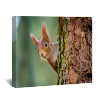 Curious Red Squirrel Peeking Behind The Tree Trunk Wall Art 100287424