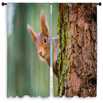Curious Red Squirrel Peeking Behind The Tree Trunk Window Curtains 100287424