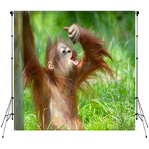 Cute Baby Orangutan Backdrops 3465618