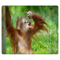 Cute Baby Orangutan Rugs 3465618