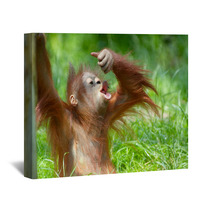 Cute Baby Orangutan Wall Art 3465618