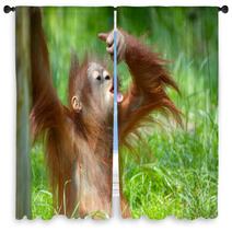 Cute Baby Orangutan Window Curtains 3465618