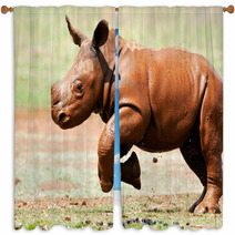 Cute Baby Wild White Rhino Running Through The Mud Window Curtains 65856039
