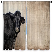 Cute Black Cow On Farm With Grunge Texture Background Great For Agriculture Or Rural Graphics Window Curtains 139754893