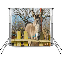 Cute Donkey Portrait At A Park.
 Backdrops 100515229
