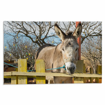 Cute Donkey Portrait At A Park.
 Rugs 100515229