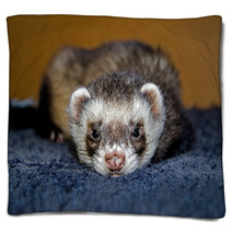 Cute Ferret Looking At Camera Blankets 59220420