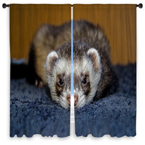 Cute Ferret Looking At Camera Window Curtains 59220420