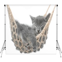Cute Gray Kitten Lying In Hammock Backdrops 58490620