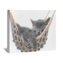 Cute Gray Kitten Lying In Hammock Wall Art 58490620