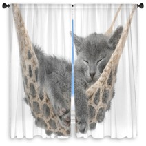 Cute Gray Kitten Lying In Hammock Window Curtains 58490620