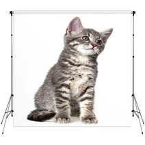 Cute Kitten Isolated On White Backdrops 66030626