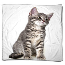 Cute Kitten Isolated On White Blankets 66030626