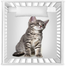 Cute Kitten Isolated On White Nursery Decor 66030626