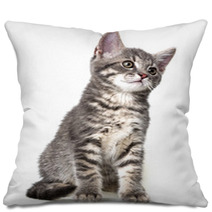 Cute Kitten Isolated On White Pillows 66030626