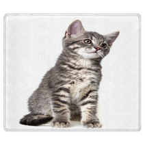 Cute Kitten Isolated On White Rugs 66030626