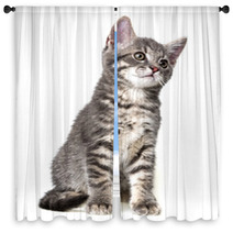 Cute Kitten Isolated On White Window Curtains 66030626
