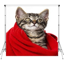 Cute Kitten With A Red Scarf Backdrops 66021345