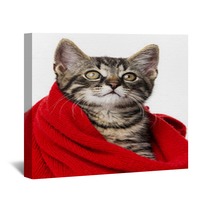 Cute Kitten With A Red Scarf Wall Art 66021345
