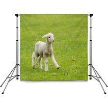 Cute Lamb In Meadow In New Zealand Backdrops 62286458