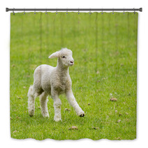 Cute Lamb In Meadow In New Zealand Bath Decor 62286458