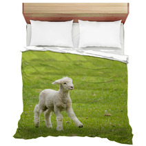 Cute Lamb In Meadow In New Zealand Bedding 62286458