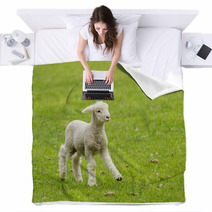 Cute Lamb In Meadow In New Zealand Blankets 62286458