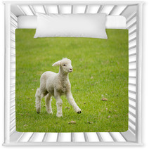 Cute Lamb In Meadow In New Zealand Nursery Decor 62286458