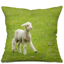Cute Lamb In Meadow In New Zealand Pillows 62286458