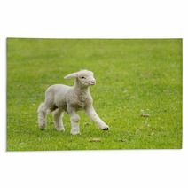 Cute Lamb In Meadow In New Zealand Rugs 62286458