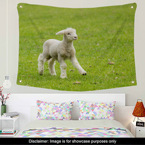Cute Lamb In Meadow In New Zealand Wall Art 62286458