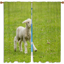 Cute Lamb In Meadow In New Zealand Window Curtains 62286458