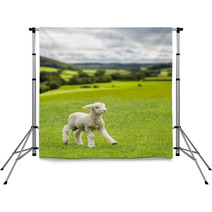 Cute Lamb In Meadow In Wales Or Yorkshire Dales Backdrops 85249573