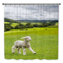 Cute Lamb In Meadow In Wales Or Yorkshire Dales Bath Decor 85249573