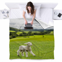 Cute Lamb In Meadow In Wales Or Yorkshire Dales Blankets 85249573