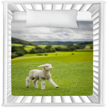 Cute Lamb In Meadow In Wales Or Yorkshire Dales Nursery Decor 85249573