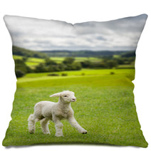 Cute Lamb In Meadow In Wales Or Yorkshire Dales Pillows 85249573