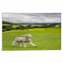 Cute Lamb In Meadow In Wales Or Yorkshire Dales Rugs 85249573