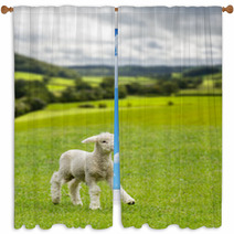 Cute Lamb In Meadow In Wales Or Yorkshire Dales Window Curtains 85249573