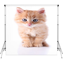Cute Little Red Kitten Isolated On White Backdrops 65933792