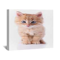 Cute Little Red Kitten Isolated On White Wall Art 65933792